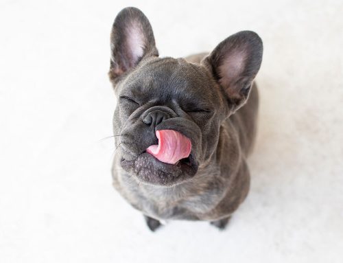 Keep Your Pet’s Ears Happy: Easy Ear Cleaning Tips from Santa Monica Vets