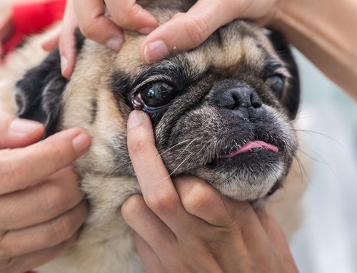 From Red Flags to Clear Vision: Tackling Common Pet Eye Problems