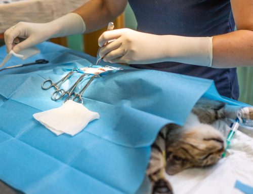 Beyond Population Control: The Full Picture on Spaying and Neutering