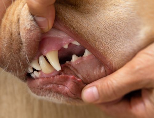 Pain You Can’t See: How Dental Disease Affects Pets