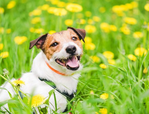 Sneezing Pets? A Look at Seasonal Allergies and What You Can Do