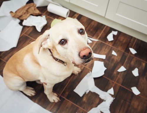 Signs of Stress and Anxiety in Dogs and Cats: How to Help