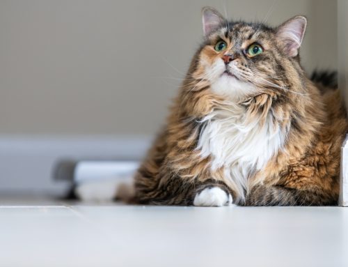 Common Aging Cat Diseases: Symptoms to Watch For