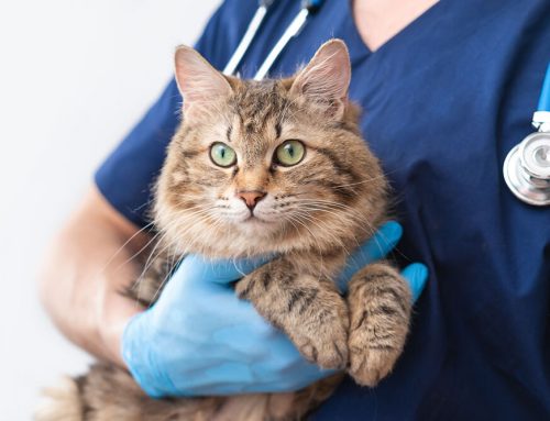 Pet Emergency Preparedness: Be Ready for the Unexpected