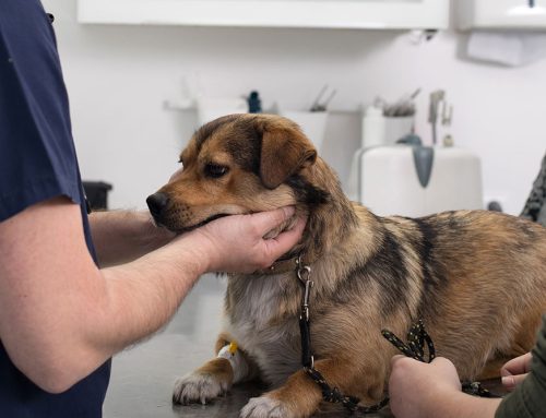 Low-Stress Veterinary Visits: How We Ensure Your Pet’s Comfort