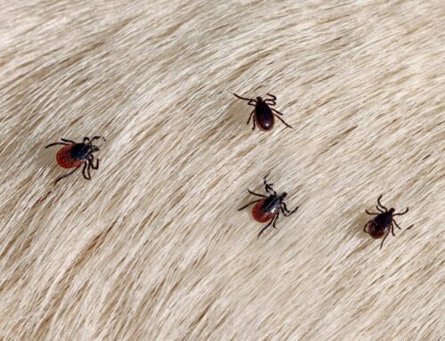 Parasites to Watch for in Pets: Prevention and Treatment