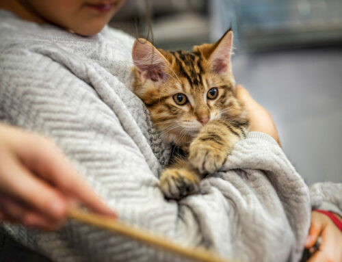 End-of-Life Care: Supporting Your Pet with Compassion and Dignity