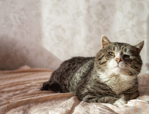 Managing Your Pet’s Chronic Pain with Holistic and Medical Care