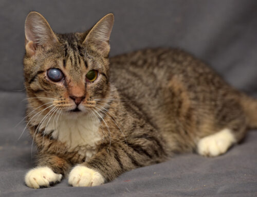 Eye Problems in Pets: Common Issues and Urgent Care Needs