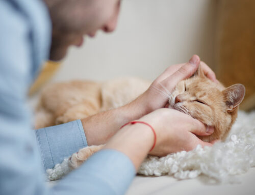 Common Breed-Related Diseases and Problems in Pets