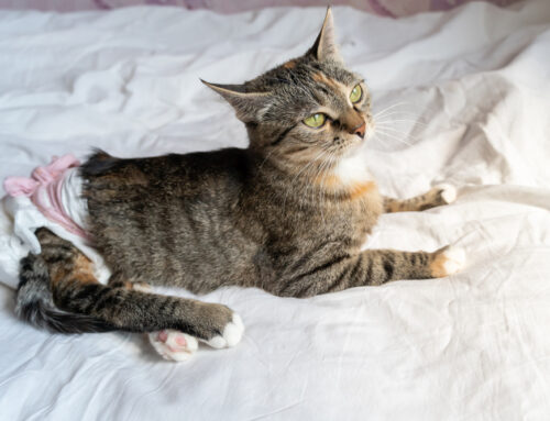 Feline Kidney Disease: Early Signs and Long-Term Care