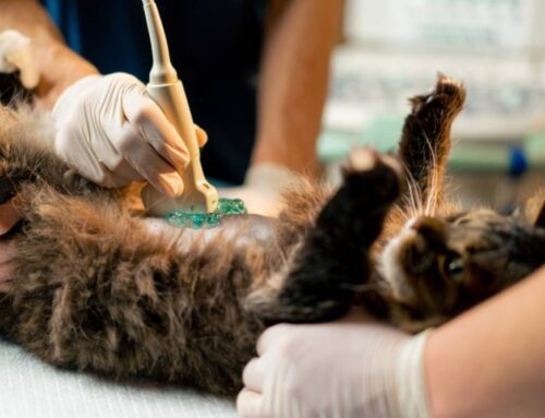 The Role of Ultrasound in Diagnosing Pet Health Issues