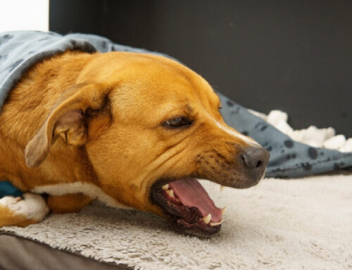 Kennel Cough in Dogs: Prevention and Treatment