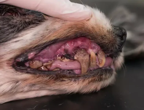 Why Non-Anesthetic Dentals Are Dangerous for Pets