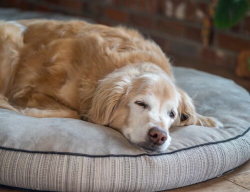 Common Aging Dog Diseases and How to Manage Them