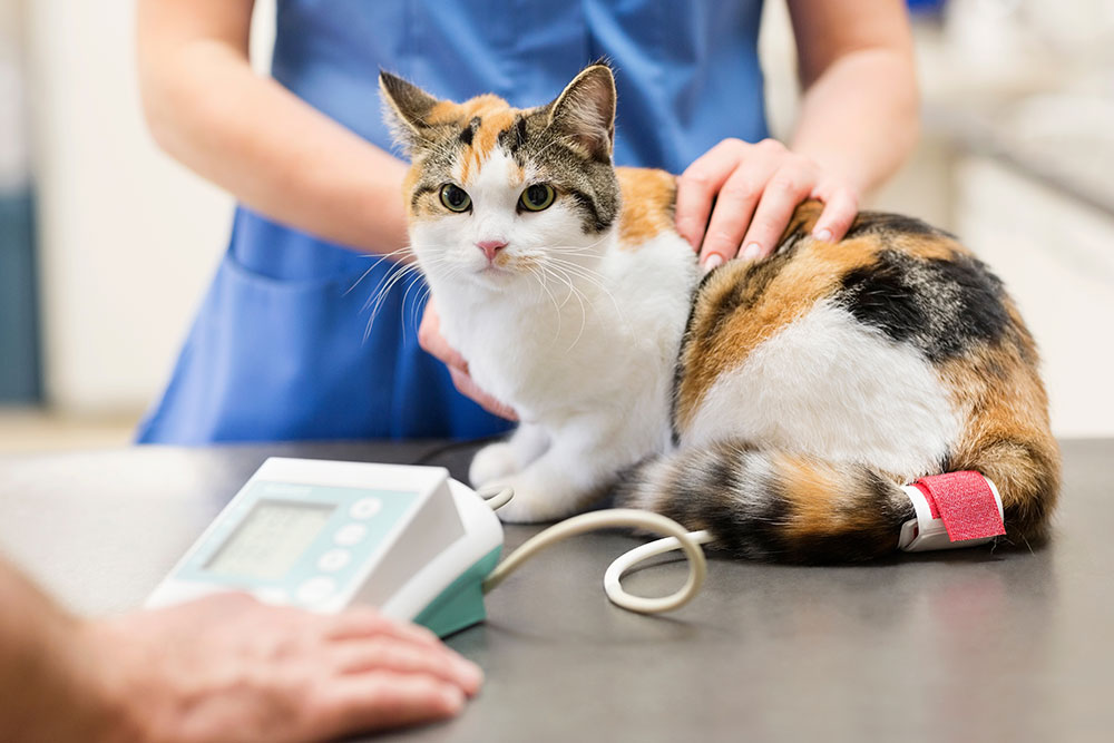 A calico cat sitting on a veterinary exam table while a professional in blue scrubs monitors its blood pressure using a digital machine and a tail cuff.
