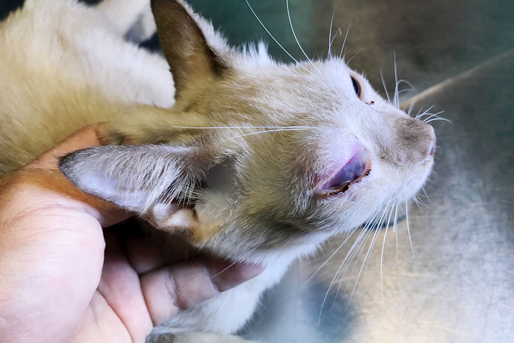Close-up of a person's hand gently holding a light-colored cat's head to reveal a severely swollen, red, and irritated eye, indicating a serious eye injury, infection, or trauma. Image depicts veterinary examination of a cat with an eye problem.