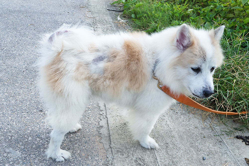 White and tan fluffy dog with severe patchy fur, hair loss, and visible skin irritation standing on a concrete sidewalk. Image illustrates a dog with skin disease, alopecia, or coat neglect.
