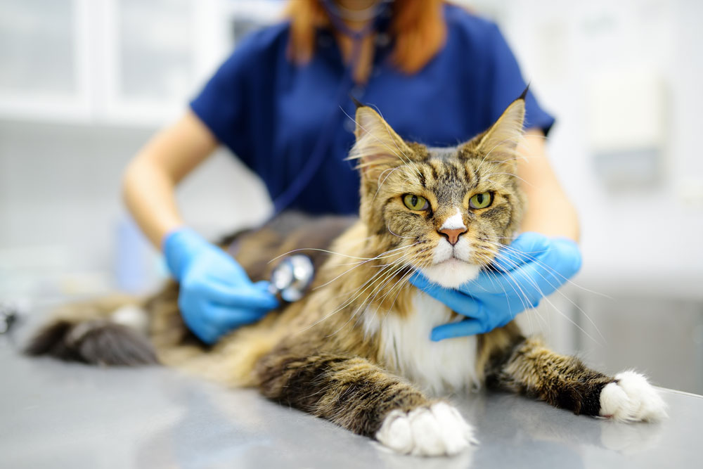 A large, beautiful Maine Coon cat with long brown tabby fur and white paws lying on an examination table while a veterinarian in blue scrubs and gloves uses a stethoscope to listen to its heart or lungs.