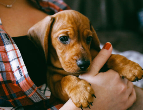 Common Pet Cancers: Early Detection and Treatment Options