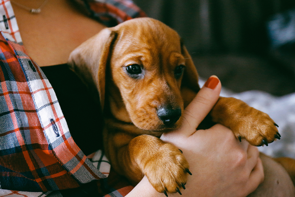 A close-up of a small, tan Dachshund puppy being held and cuddled by a person wearing a red and white plaid shirt. The person's hand, with red-painted nails, supports the puppy's face.