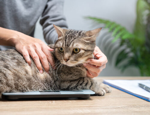 Body Condition Score: How to Score and Why It Matters-