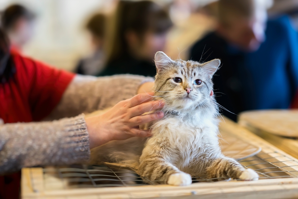 A person in a tan sweater reaches out to pet a fluffy, light-colored tabby cat sitting on a wooden surface with a wire mesh detail in a public setting.
