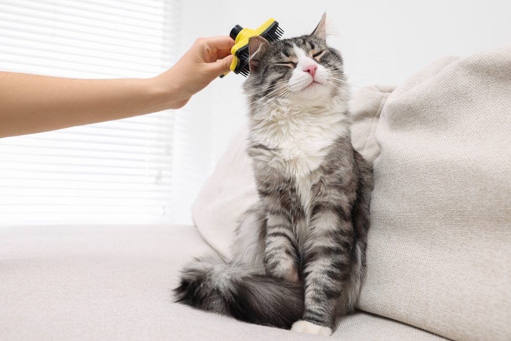A grey and white long-haired cat sits contentedly on a sofa while a person brushes the top of its head with a yellow pet brush.