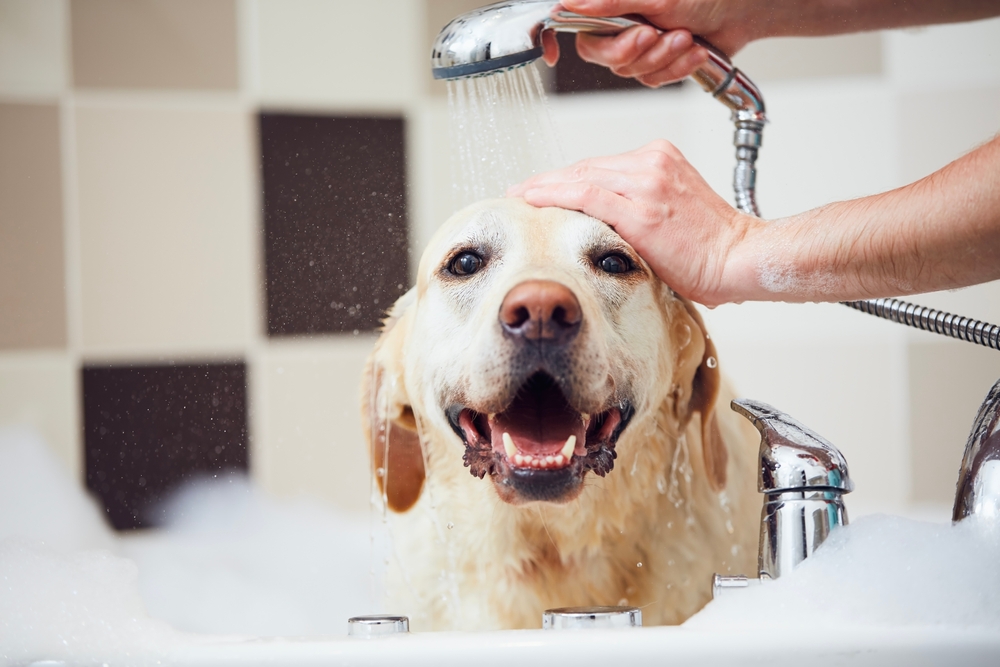 A happy yellow Labrador Retriever sits in a bubbly bathtub while a person uses a handheld showerhead to rinse its head.