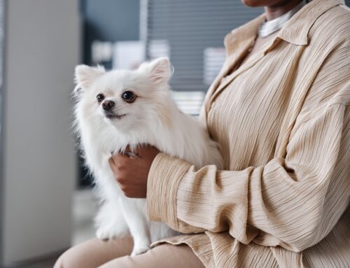 Anxiety & TCVM: Calming Protocols that Complement Behavior Plans