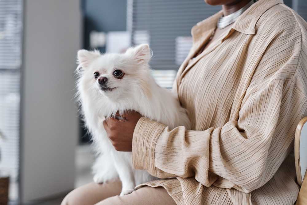 A person wearing a tan textured shirt holds a small, fluffy white dog with dark eyes, likely a Pomeranian or long-haired Chihuahua, while sitting down.