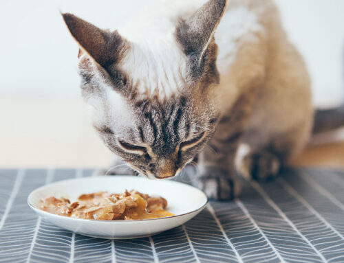 Calorie Calculators for Dogs & Cats: Feeding the Right Amount