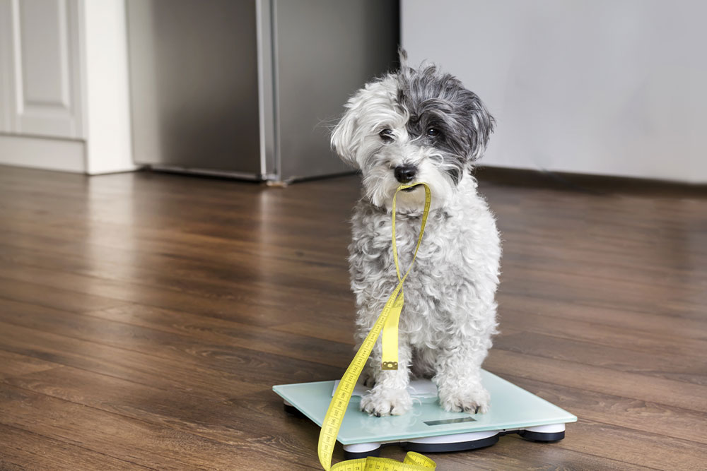 Pet being weighed to monitor healthy weight