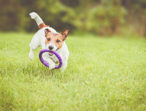 Dangerous Equipment for your pet