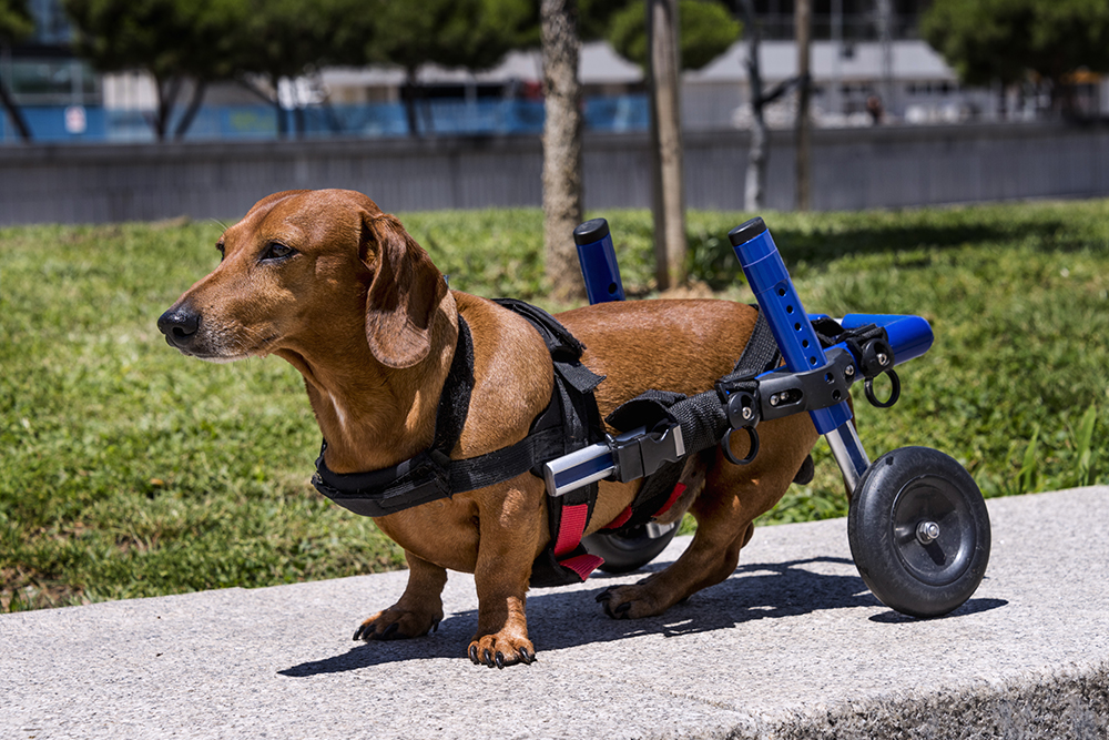 A paralyzed dog using a wheeled mobility cart to support its hind legs, allowing it to move around with its front legs.