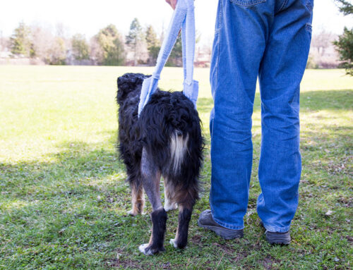 Assistive Devices: Harnesses, Carts, and Traction Aids