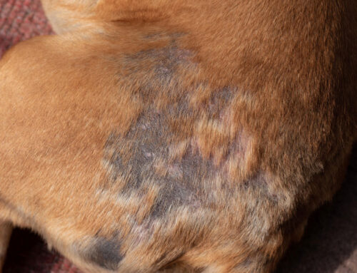 Demodex & Sarcoptic Mange: Diagnostics and Treatment Timelines
