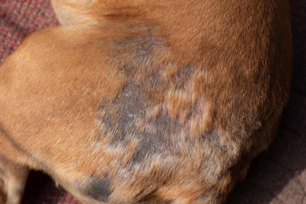 Canine mange causing alopecia and irritated skin on a dog’s back.