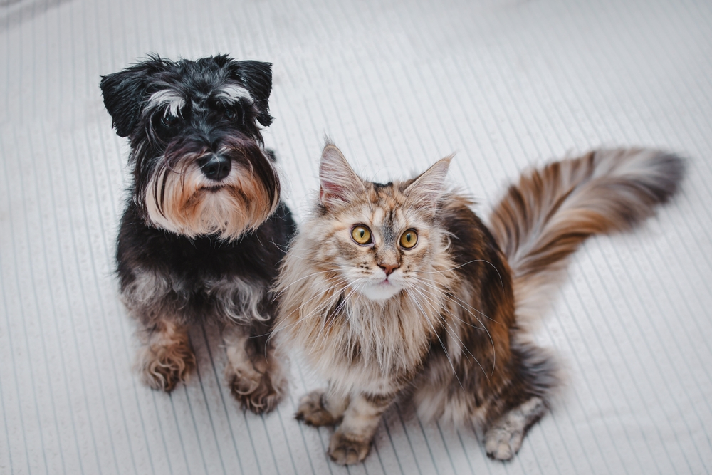 A small black dog with a scruffy beard and a fluffy long-haired cat sitting side by side on a light-colored floor, both looking up at the camera.