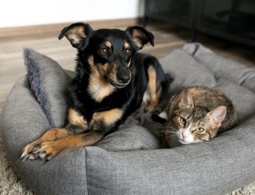Life-Stage Care: Puppy/Kitten, Adult, Senior—What Changes When