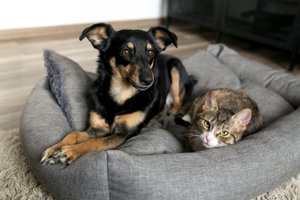 A small black-and-tan dog and a gray tabby cat lying together on a soft gray pet bed inside a home, both looking toward the camera.