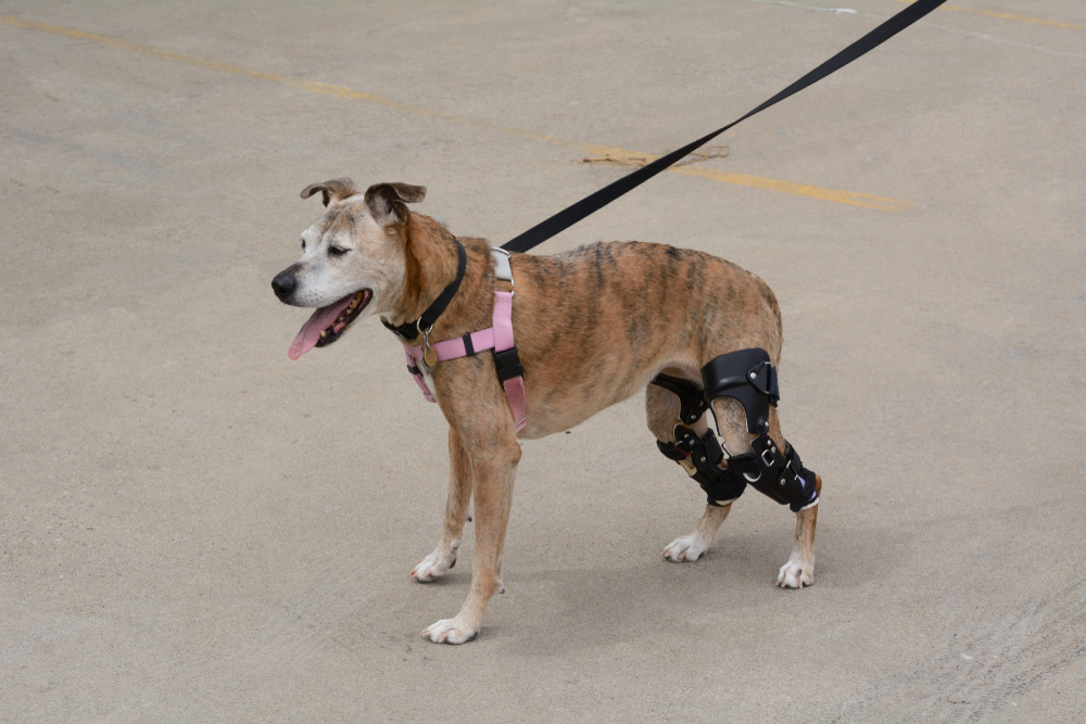 Brindle dog on a leash wearing a supportive brace on its hind leg while standing on pavement.