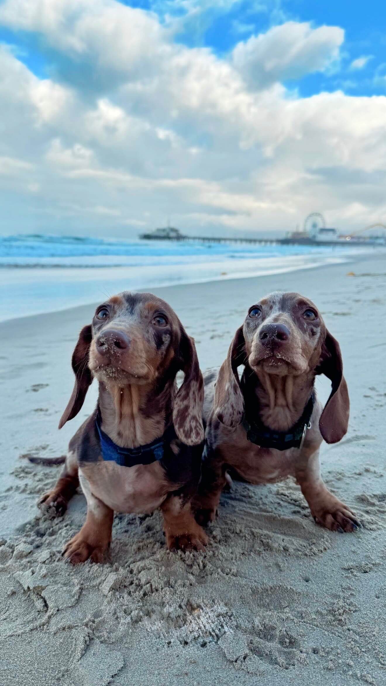Dogs in the beach