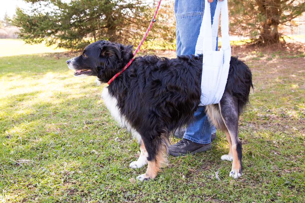 Black dog on a leash using a support sling for its hind legs while standing on grass outdoors.