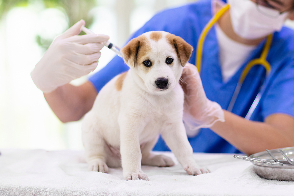 Veterinarian giving a puppy a vaccine injection during a routine veterinary check-up.