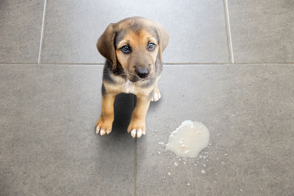 Sick puppy standing near a puddle of vomit showing signs of digestive upset or illness.
