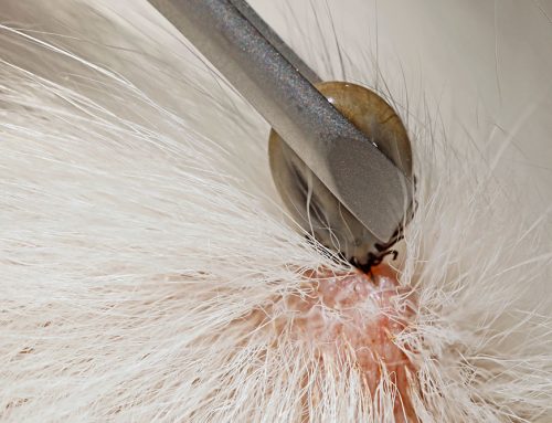 Indoor Cats & Parasites: Why Prevention Still Matters