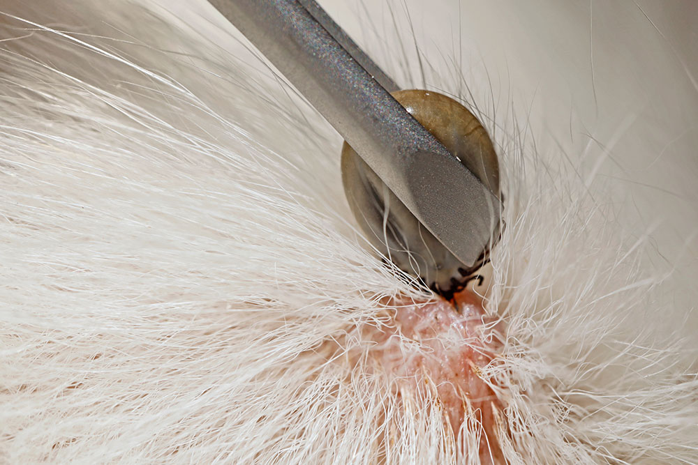 Close-up of a tick embedded in a cat’s skin being carefully removed with tweezers, with the surrounding fur parted to expose the area.