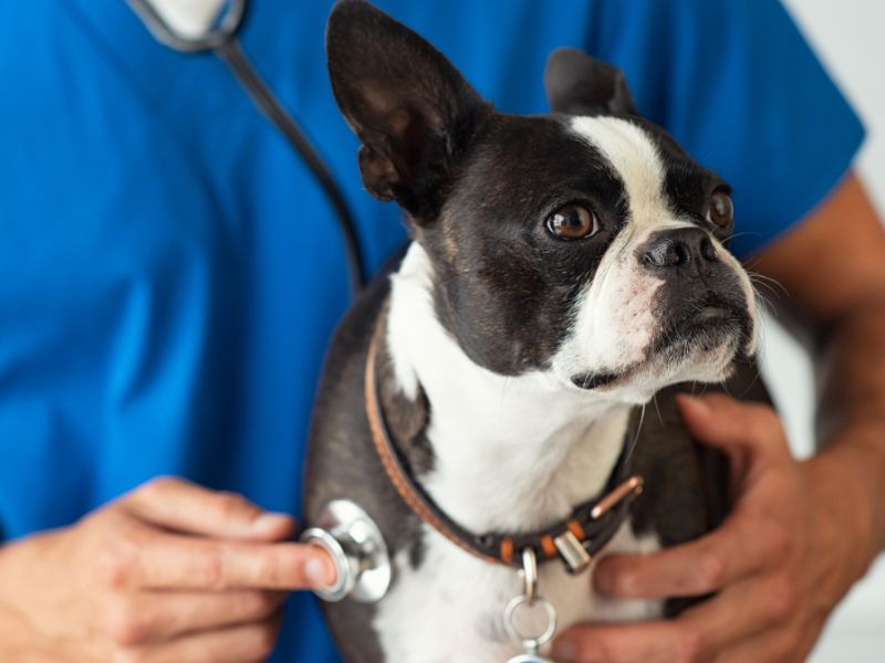 Vet checking a dog's heartbeat