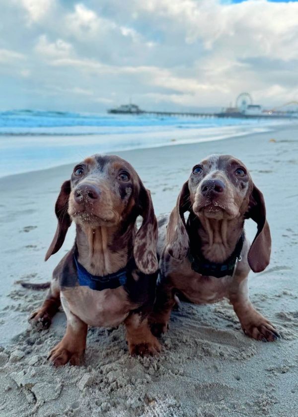 Santa Monica Veterinary Group